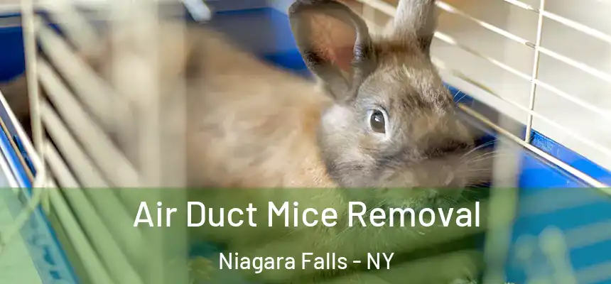  Air Duct Mice Removal Niagara Falls - NY
